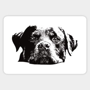 Rottweiler Face Design - A Rottie Christmas Gift Sticker